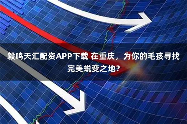 毅鸣天汇配资APP下载 在重庆，为你的毛孩寻找完美蜕变之地？